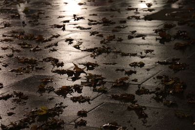 Reflection of leaves in puddle on lake