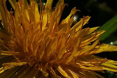 Close-up of yellow flowering plant