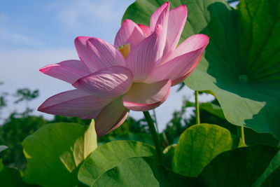 Close-up of pink lotus flower