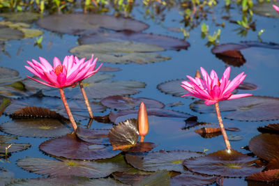 Close-up of pink water lily in lake