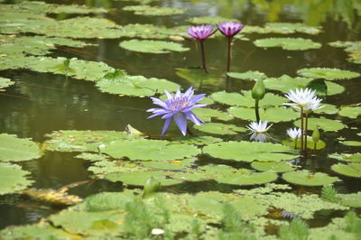 Close-up of lotus water lily in lake