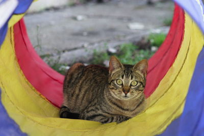 Portrait of cat relaxing in agility tunnel on field