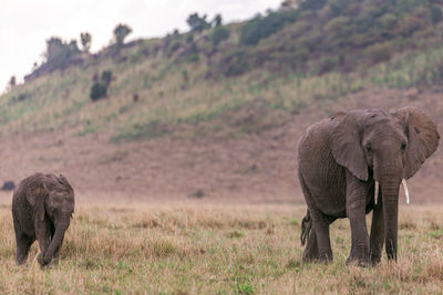 Elephant in a field