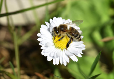 Close-up of bee pollinating flower