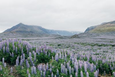 Panoramic view of landscape against sky