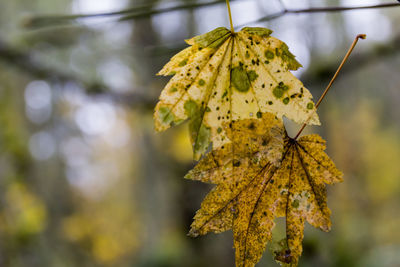 Close-up of yellow flowering plant during autumn