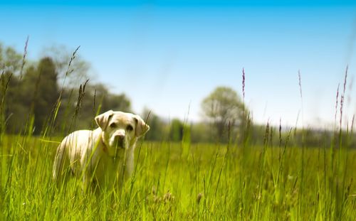 Dog on grassy field