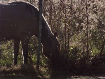 Horse grazing on field