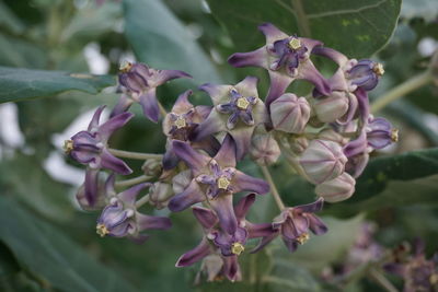 Close-up of pink flowers on tree