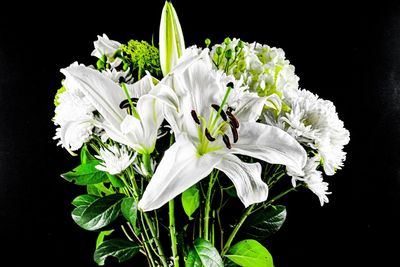 Close-up of white flowering plant against black background