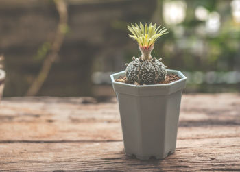 plant