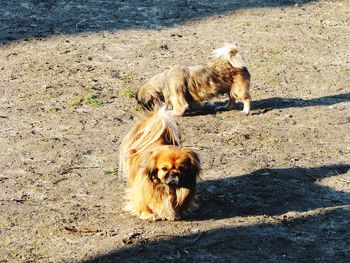 High angle view of dogs on street