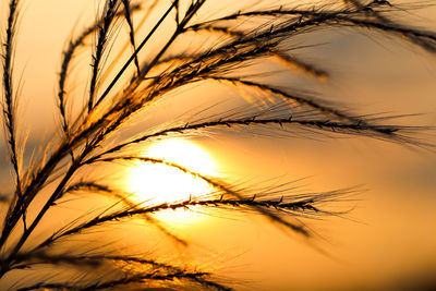 Close-up of silhouette plants against sky during sunset