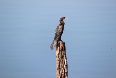 Cormorant perching on wooden post