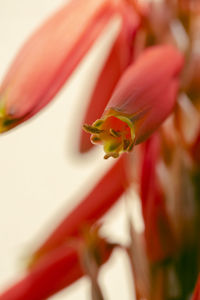 Close-up of red flower