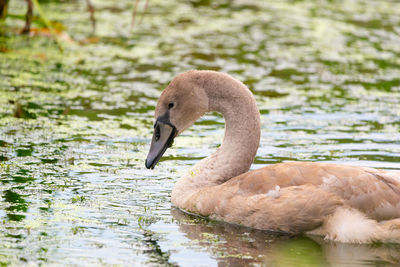 Side view of a swan in lake