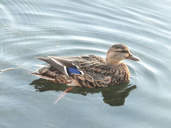 High angle view of duck swimming in lake