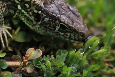 Close-up of lizard