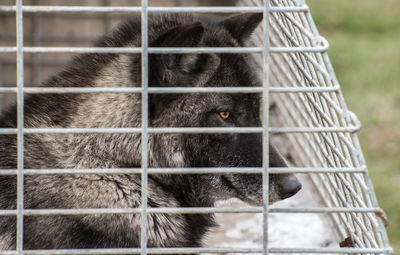 Close-up of dog in cage