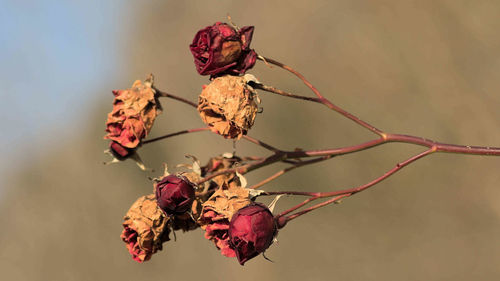 Close-up of dried plant with red leaves