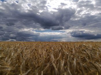 Wheat field against sky