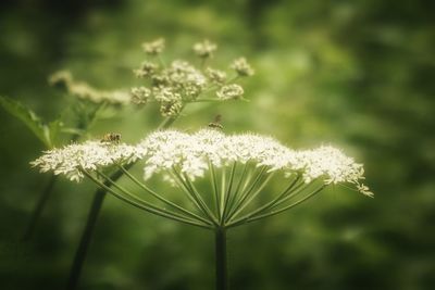 Close-up of flower blooming outdoors