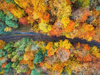 High angle view of autumn trees by bridge