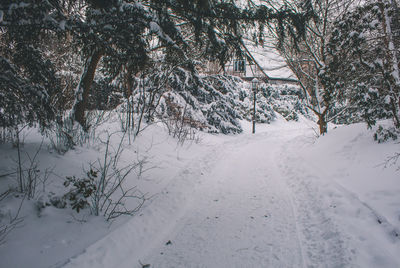 Snow covered road amidst trees during winter