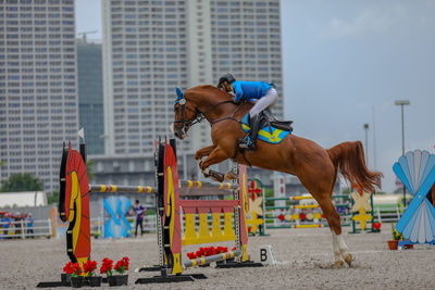 Horses riding horse in city