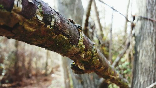 Close-up of tree trunk