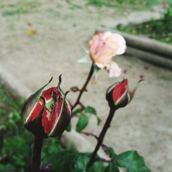 Close-up of rose bud