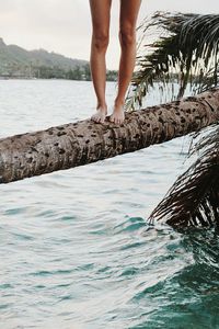 Low section of woman standing on tree trunk over sea