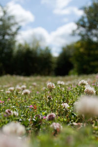 Close-up of plant growing on field