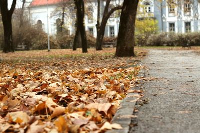 Surface level of dry leaves fallen on tree in forest