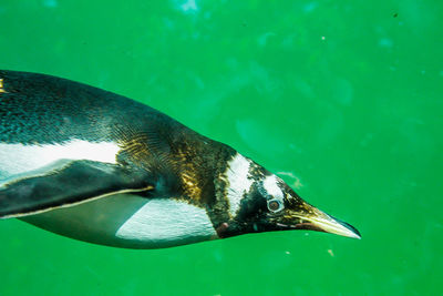 Close-up of fish swimming in sea