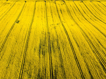 Full frame shot of yellow wood on field