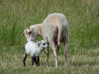 Sheep standing in a field