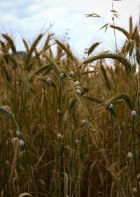 Close-up of stalks in field