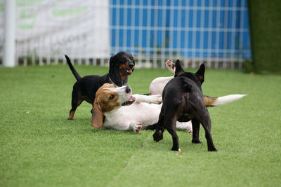 Two dogs running on grassland