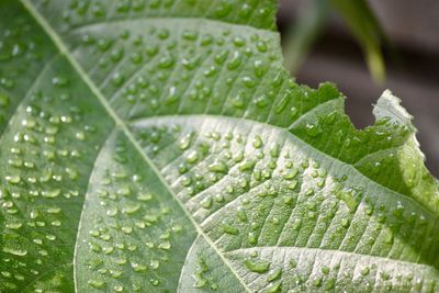 Close-up of wet plant leaves