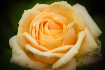 Close-up of yellow rose blooming outdoors