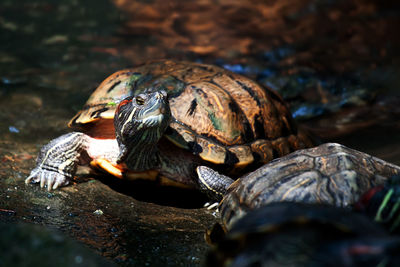 Close-up of turtle in water