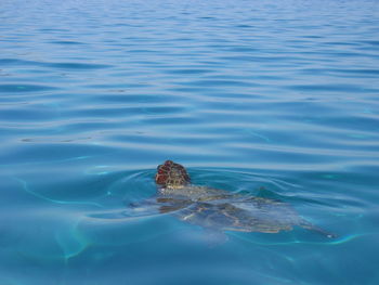 View of turtle swimming in sea