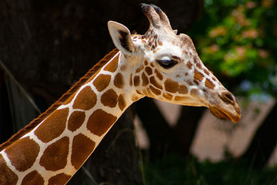 Close-up of giraffe