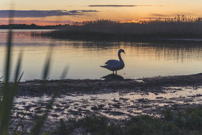 Sunset swan