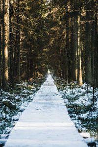 Footpath amidst trees in forest during winter