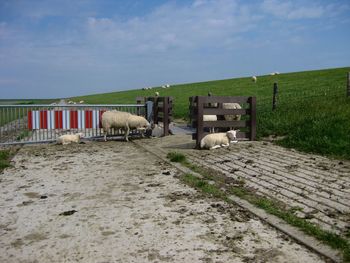 Scenic view of farm against sky