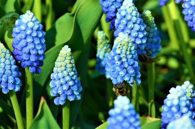 Close-up of blue flowering plants