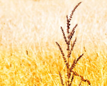 Close-up of wheat growing on field