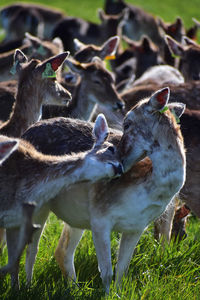 Close-up of deer standing on grassy field